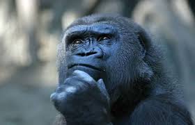 Gorilla Thinking by patriziasoliani on flickr